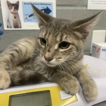 Samara -  Domestic Short Hair Cat for Adoption in Allentown, Pennsylvania - Samara | PetCurious
