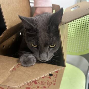 Pink -  Domestic Short Hair Cat for Adoption in Philadelphia, Pennsylvania - Pink | PetCurious