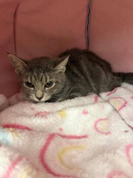 Carol -  Domestic Short Hair Cat for Adoption in St. Cloud, Florida - Carol | PetCurious