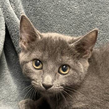 Shire -  Domestic Short Hair Cat for Adoption in Brenham, Texas - Shire | PetCurious