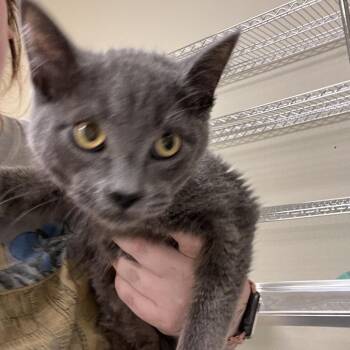 Domestic Short Hair Cats Available for Adoption in Las Vegas, Nevada - Match | PetCurious