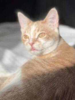 Rescue Domestic Short Hair Cats for Adoption in Hamilton, Ontario - Charles | PetCurious