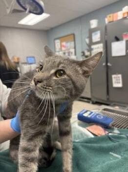 Domestic Short Hair Cats Available for Adoption - Sparrow | PetCurious