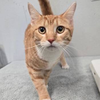 American Shorthair Cats Available for Adoption - Zoe | PetCurious