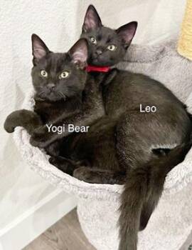 Rescue Domestic Short Hair Cats for Adoption in North Highlands, California - Leo H | PetCurious