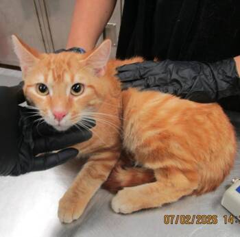 (685) -  Domestic Short Hair Cat for Adoption in Marietta, Georgia - (685) | PetCurious