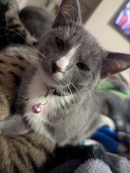 Snowball -  Domestic Short Hair Cat for Adoption in Overland Park, Kansas - Snowball | PetCurious