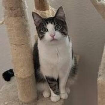 Domestic Short Hair Cats Available for Adoption - Halloumi | PetCurious