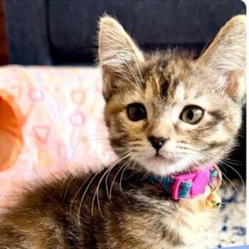 Paris -  Domestic Short Hair Cat for Adoption in Orangevale, California - Paris | PetCurious
