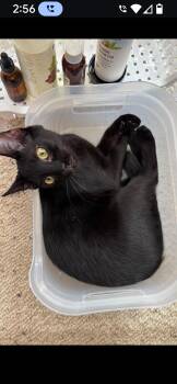 Rescue Domestic Short Hair Cats for Adoption in Medford, Wisconsin - Kiwi | PetCurious