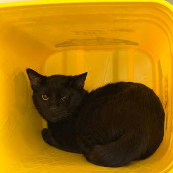 Domestic Short Hair Cats Available for Adoption - Lexi | PetCurious