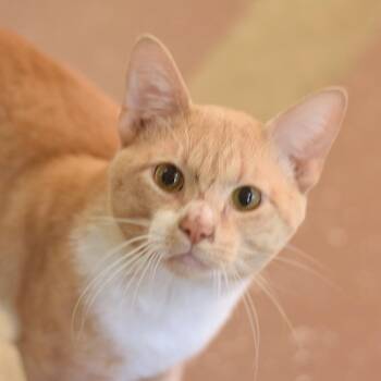 Hakuna Matata -  Domestic Short Hair Cat for Adoption in Belleville, Illinois - Hakuna Matata | PetCurious