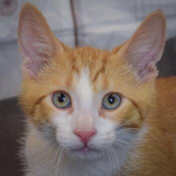Tabby and Domestic Short Hair Cats Available for Adoption in Huntley, Illinois - Apollo | PetCurious