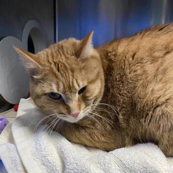Simba -  American Shorthair Cat Available for Adoption in Walker, Michigan - Simba | PetCurious