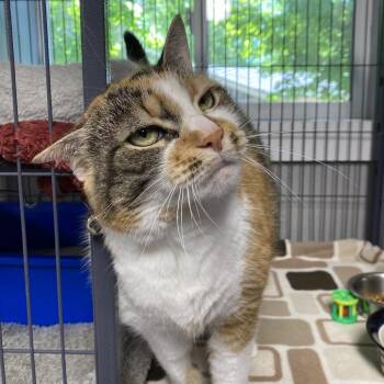 Thelma -  Domestic Short Hair Cat for Adoption in Puslinch, Ontario - Thelma | PetCurious