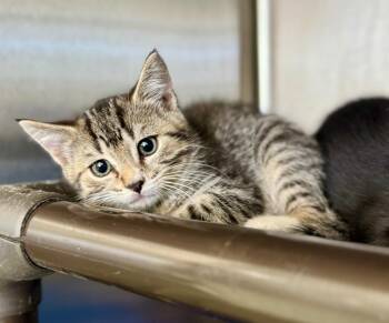 Gavin -  Domestic Short Hair Cat for Adoption in Danielsville, Georgia - Gavin | PetCurious