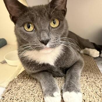 Mama Labubu -  Domestic Short Hair Cat for Adoption in Norwalk, Connecticut - Mama Labubu | PetCurious