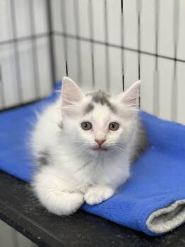 Winston -  Domestic Short Hair Cat for Adoption in Jackson, Michigan - Winston | PetCurious