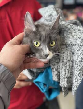 Philly -  Domestic Long Hair Cat for Adoption in Chicago, Illinois - Philly | PetCurious