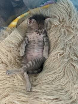 Francine -  Domestic Short Hair Cat for Adoption in Ferndale, Michigan - Francine | PetCurious