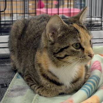 Domestic Short Hair Cats Available for Adoption - Cassidy | PetCurious