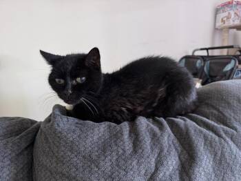 Curie -  Domestic Medium Hair Cat for Adoption in Sunnyvale, California - Curie | PetCurious