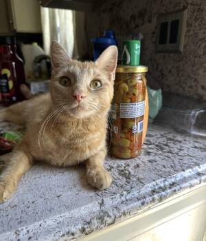 Domestic Short Hair Cats Available for Adoption - Cara Cara | PetCurious