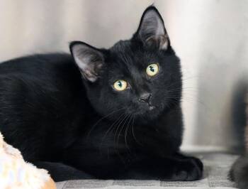 Sunfyre (AO37498) -  Domestic Medium Hair Cat for Adoption in Kansas City, Kansas - Sunfyre (AO37498) | PetCurious