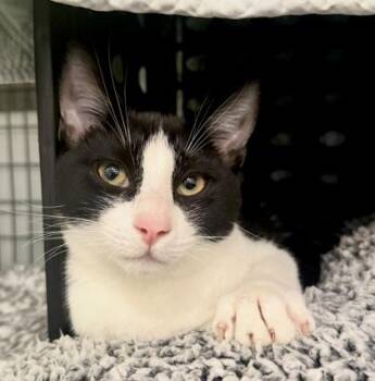 TURBO -  Domestic Short Hair Cat for Adoption in Fernandina Beach, Florida - TURBO | PetCurious