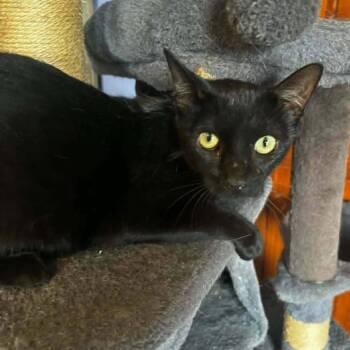 Midnight -  Domestic Short Hair Cat for Adoption in Madison, Wisconsin - Midnight | PetCurious