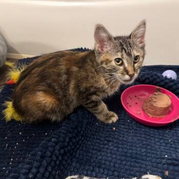 Astrid -  Domestic Medium Hair Cat for Adoption in Overland Park, Kansas - Astrid | PetCurious