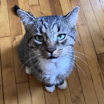 Bernie -  Domestic Short Hair Cat Available for Adoption - Bernie | PetCurious