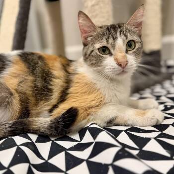 Magpie -  Domestic Medium Hair Cat for Adoption in Fountain Hills, Arizona - Magpie | PetCurious