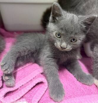 Malcolm -  Domestic Short Hair Cat for Adoption in Lagrange, Indiana - Malcolm | PetCurious