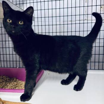 Domestic Short Hair Cats Available for Adoption - Soot | PetCurious