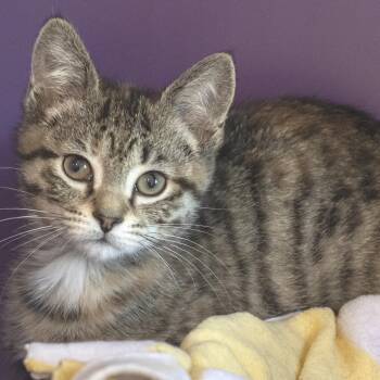 Loon -  Domestic Short Hair Cat for Adoption in Pontiac, Michigan - Loon | PetCurious