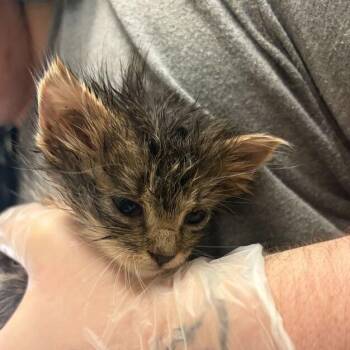 Shrek -  Domestic Long Hair Cat for Adoption in Asheville, North Carolina - Shrek | PetCurious
