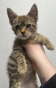 Rescue Domestic Short Hair Cats for Adoption in West Chester, Pennsylvania - Phoenix | PetCurious