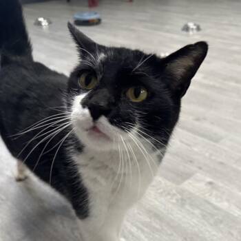 Zorro -  Domestic Short Hair Cat for Adoption in Uniontown, Pennsylvania - Zorro | PetCurious