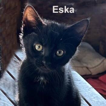 Eska 0726 JL -  Domestic Medium Hair Cat for Adoption - Eska 0726 JL | PetCurious