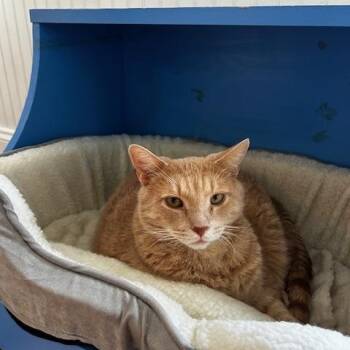 Rescue Domestic Short Hair Cats for Adoption in Cape May, New Jersey - Carlton | PetCurious