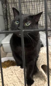Domestic Short Hair Cats Available for Adoption in Saint Clairsville, Ohio - Chip | PetCurious