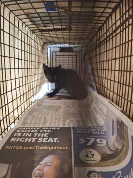 GROOT -  Domestic Short Hair Cat for Adoption in Fort Lauderdale, Florida - GROOT | PetCurious