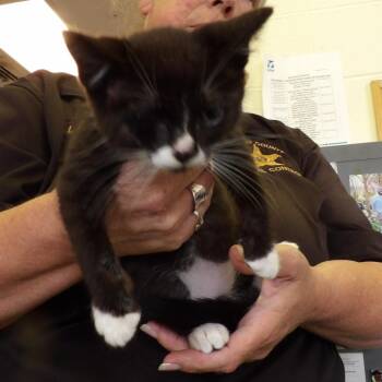 Burr -  Domestic Short Hair Cat for Adoption in New York, New York - Burr | PetCurious