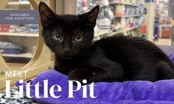 Little Pit -  Domestic Short Hair Cat for Adoption in Kenhorst, Pennsylvania - Little Pit | PetCurious