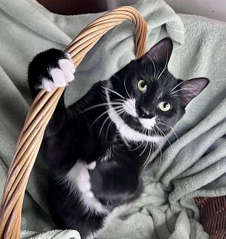 Domestic Short Hair Cats Available for Adoption in Rocky Hill, Connecticut - Connor | PetCurious