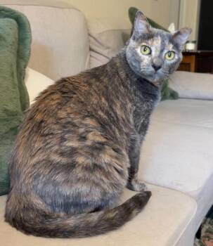 Tessie -  Domestic Short Hair Cat for Adoption in Tucson, Arizona - Tessie | PetCurious