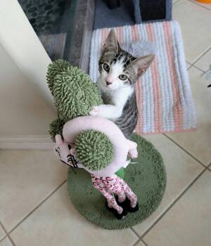 Luigi -  Domestic Short Hair Cat for Adoption in Houston, Texas - Luigi | PetCurious