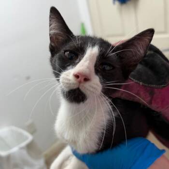 Moe -  Domestic Short Hair Cat for Adoption in Edinburg, Texas - Moe | PetCurious