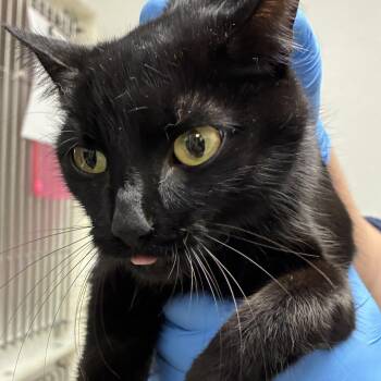 Moxie -  Domestic Short Hair Cat for Adoption in Harrisonburg, Virginia - Moxie | PetCurious